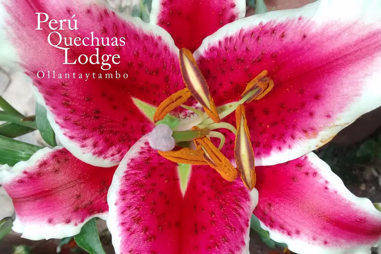 Peru Quechua'S Lodge Ollantaytambo Eksteriør billede